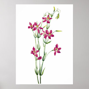  bloemen - Centaurium van Mary Vaux Walcott Poster