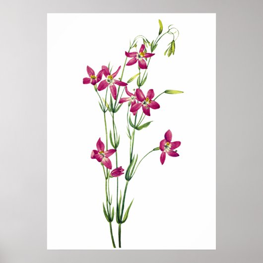 bloemen - Centaurium van Mary Vaux Walcott Poster (Voorkant)