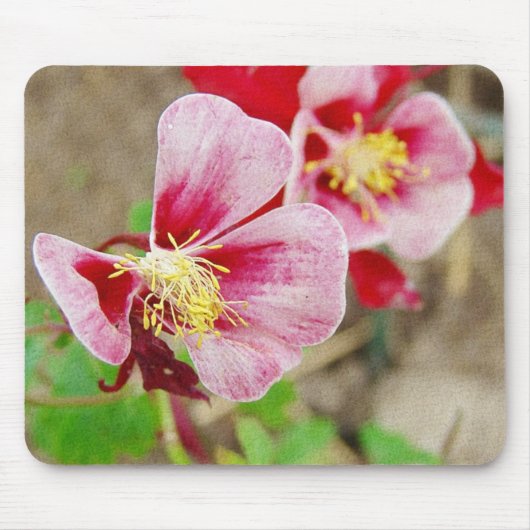  bloemen Columbine Muismat (Voorkant)