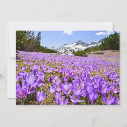 Bloemen | Crocus Pirin Mountain Park Bulgarije Bedankkaart (Voorkant)