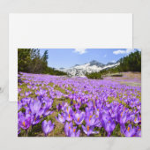 Bloemen | Crocus Pirin Mountain Park Bulgarije Bedankkaart (Voorkant / Achterkant)
