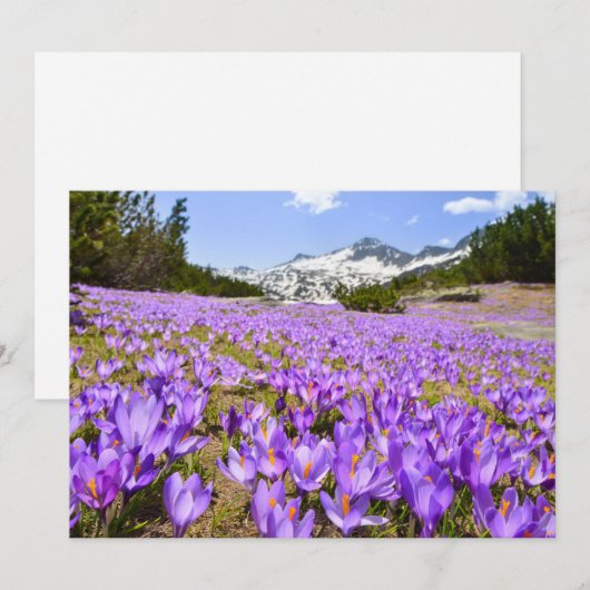 Bloemen | Crocus Pirin Mountain Park Bulgarije Bedankkaart (Voorkant / Achterkant)