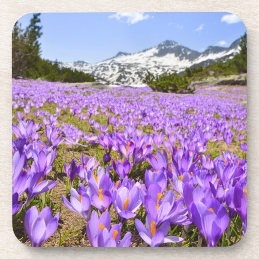 Bloemen | Crocus Pirin Mountain Park Bulgarije Bier Onderzetter (Voorkant)