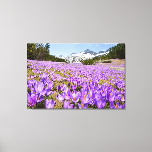Bloemen | Crocus Pirin Mountain Park Bulgarije Canvas Afdruk (Voorkant)