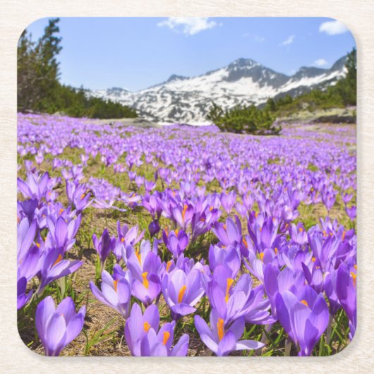 Bloemen | Crocus Pirin Mountain Park Bulgarije Kartonnen Onderzetters (Voorkant)