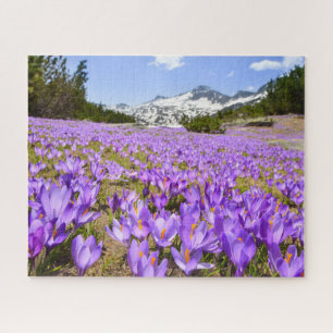 Bloemen   Crocus Pirin Mountain Park Bulgarije Legpuzzel