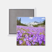 Bloemen | Crocus Pirin Mountain Park Bulgarije Magneet (Voorkant / Achterkant)