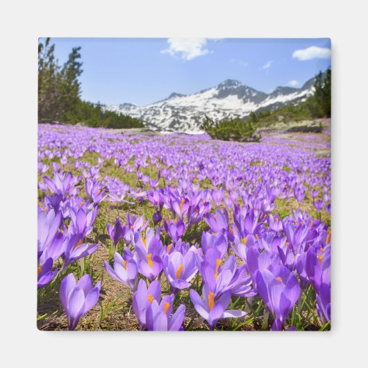 Bloemen | Crocus Pirin Mountain Park Bulgarije Magneet (Voorkant)