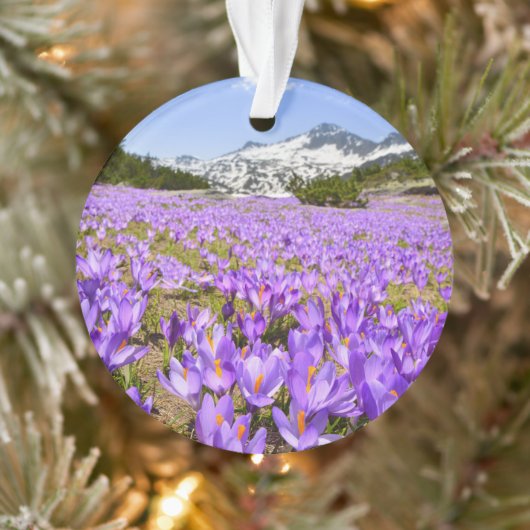 Bloemen | Crocus Pirin Mountain Park Bulgarije Ornament (Boom)