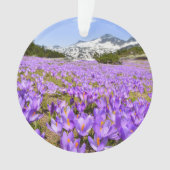 Bloemen | Crocus Pirin Mountain Park Bulgarije Ornament (voorkant)