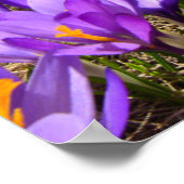 Bloemen | Crocus Pirin Mountain Park Bulgarije Poster (Hoek)