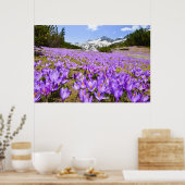 Bloemen | Crocus Pirin Mountain Park Bulgarije Poster (Keuken)