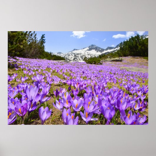 Bloemen | Crocus Pirin Mountain Park Bulgarije Poster (Voorkant)