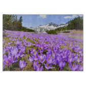 Bloemen | Crocus Pirin Mountain Park Bulgarije Snijplank (Voorkant)