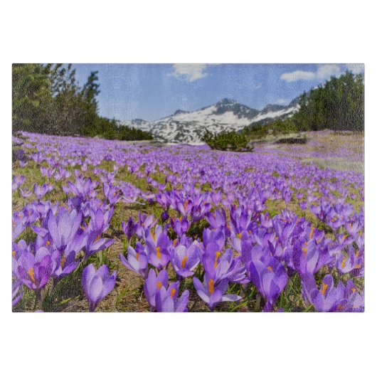 Bloemen | Crocus Pirin Mountain Park Bulgarije Snijplank (Voorkant)