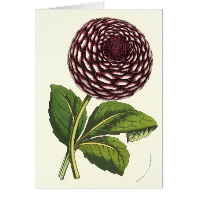  bloemen Dahlia van Louis Benoit van Houtte (Voorkant)