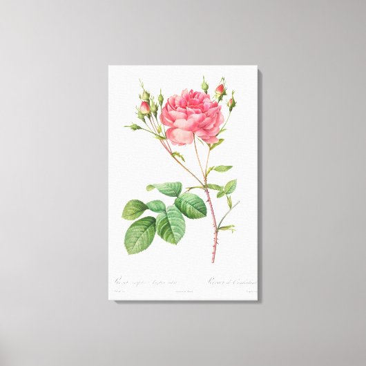 Bloemen Delight: Roze Rose Canvas Kunst (Voorkant)