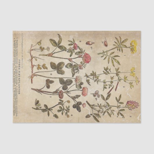  bloemen Diagram Wetenschappelijke ontkoppeling Tissuepapier (Voorkant)