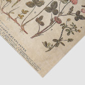  bloemen Diagram Wetenschappelijke ontkoppeling Tissuepapier (Detail)