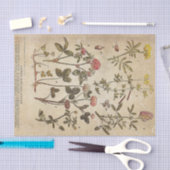  bloemen Diagram Wetenschappelijke ontkoppeling Tissuepapier (Craft)