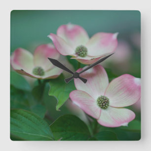Bloemen   Dogwood Blossom Vierkante Klok