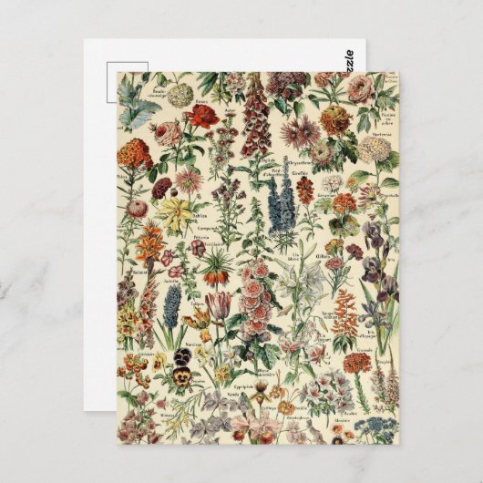  bloemen door Adolphe Millot Briefkaart (Voorkant / Achterkant)