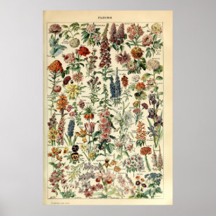  bloemen door Adolphe Millot Poster
