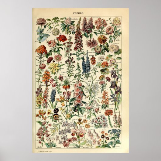  bloemen door Adolphe Millot Poster (Voorkant)