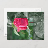 Bloemen door het Meer - het Rood nam Knop toe Briefkaart (Voorkant / Achterkant)