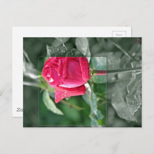 Bloemen door het Meer - het Rood nam Knop toe Briefkaart (Voorkant / Achterkant)