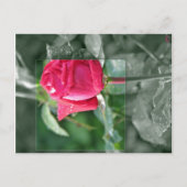 Bloemen door het Meer - het Rood nam Knop toe Briefkaart (Voorkant)