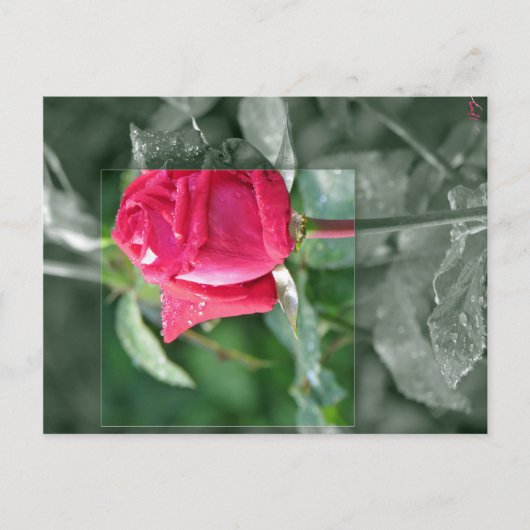 Bloemen door het Meer - het Rood nam Knop toe Briefkaart (Voorkant)