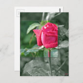 Bloemen door het Meer - het Rood nam Knop toe Briefkaart (Voorkant / Achterkant)