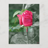 Bloemen door het Meer - het Rood nam Knop toe Briefkaart (Voorkant)