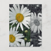 Bloemen door het Meer - Madeliefjes Briefkaart (Voorkant)