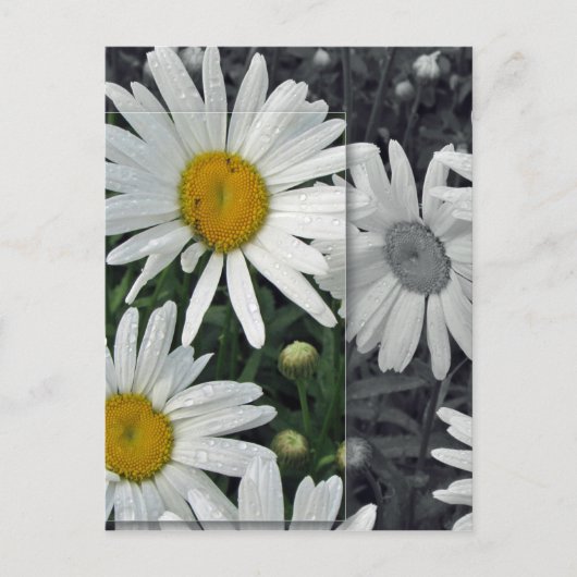 Bloemen door het Meer - Madeliefjes Briefkaart (Voorkant)