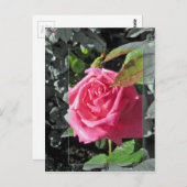 Bloemen door het Meer - Roze Briefkaart (Voorkant / Achterkant)