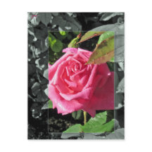 Bloemen door het Meer - Roze