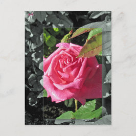 Bloemen door het Meer - Roze Briefkaart