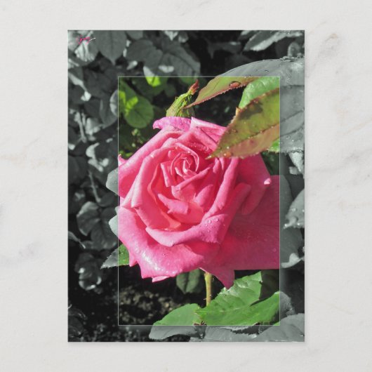 Bloemen door het Meer - Roze Briefkaart (Voorkant)