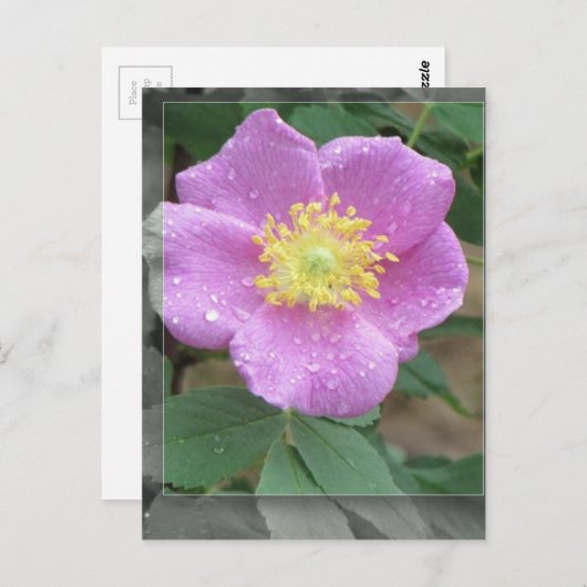 Bloemen door het Meer - Roze Briefkaart (Voorkant / Achterkant)