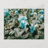 Bloemen en bladeren, gekleurd briefkaart (Voorkant)