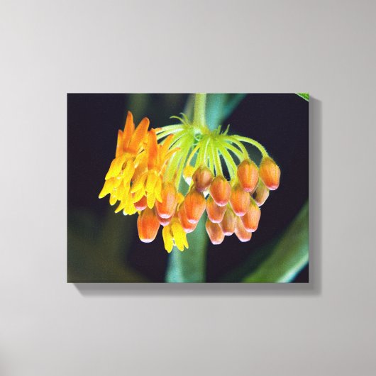 Bloemen en bloemen van vlinderbloemigen canvas afdruk (Voorkant)