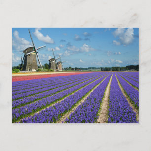Bloemen en briefkaart van windmolens