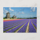 Bloemen en briefkaart van windmolens (Voorkant)
