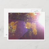 Bloemen en licht briefkaart (Voorkant / Achterkant)