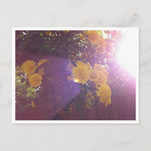 Bloemen en licht briefkaart (Voorkant)