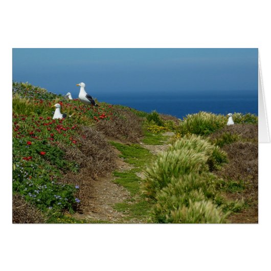 Bloemen en meeuwen op Anacapa-eiland (Voorkant Horizontaal)