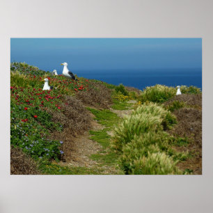 Bloemen en meeuwen op Anacapa-eiland Poster