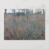 Bloemen en penseel briefkaart (Voorkant)